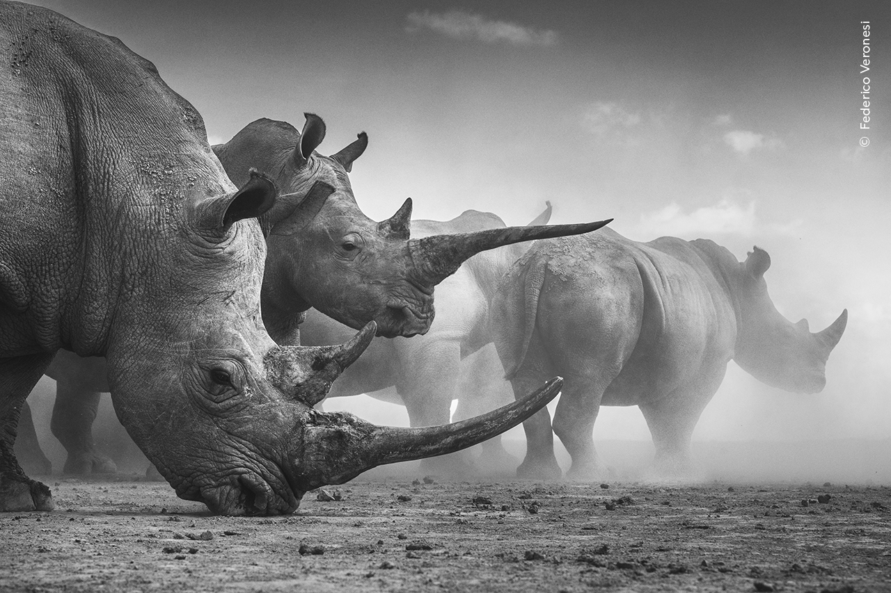 A black and white photograph of a group of rhinos surrounded by a cloud of dust.